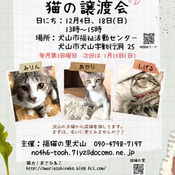 ねこの譲渡会＠犬山市福祉活動センター