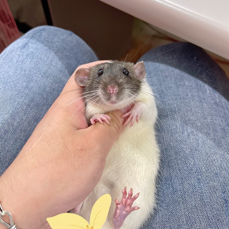 ごま丸のカバー写真