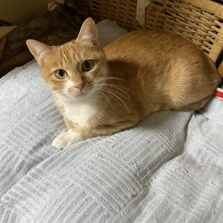 ２歳３か月位のメスです。