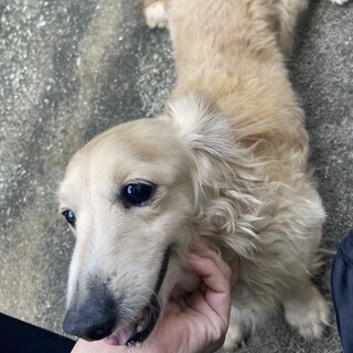 Mダックス男の子