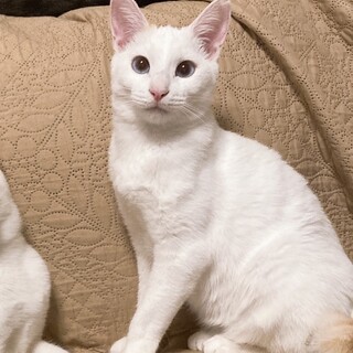 アクアブルーの瞳　光♀