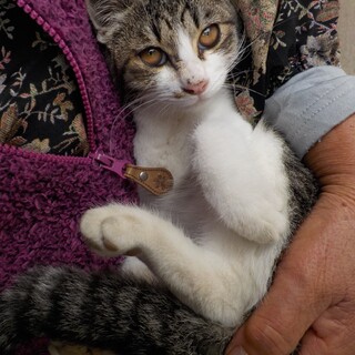 抱っこ大好きキジシロにゃんこ