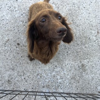 Mダックス女の子