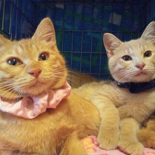 【動画有】茶トラ♀♂　兄妹です！
