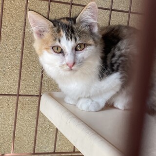 生後3ヶ月！長毛姉妹の三毛と白黒！！