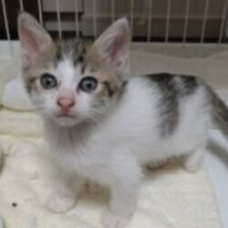 in春日井市～子猫大集合！保護猫の譲渡会2022年11月19日（土）～ ちーむ にゃいんず