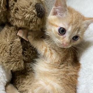 生後2ヶ月くらいの茶トラの女の子