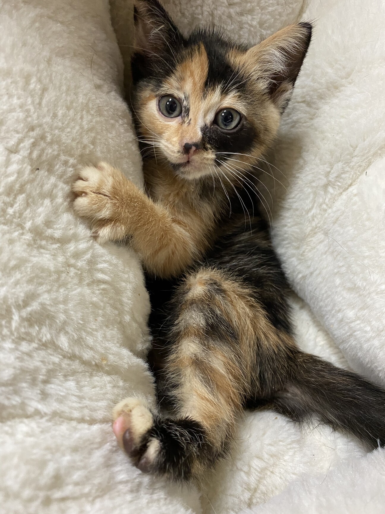 2ヶ月くらいの三毛猫の女の子 兵庫県 猫の里親募集 4348 ペットのおうち 月間利用者150万人