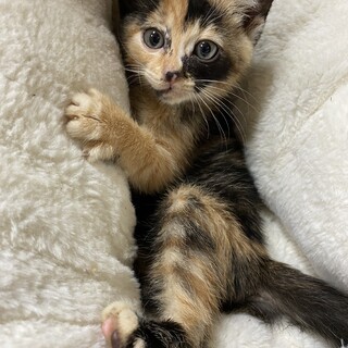 2ヶ月くらいの三毛猫の女の子