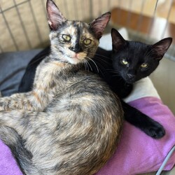 in豊明市～子猫大集合！保護猫の譲渡会2022年11月19日（土）～ ちーむ にゃいんず