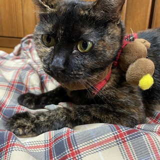 1歳くらいのサビの女の子