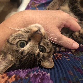 可愛さ花丸甘えん坊のキジトラ仔猫ちゃん！