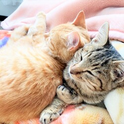 in瀬戸市～子猫大集合！保護猫の譲渡会2022年11月19日（土）～ ちーむ にゃいんず