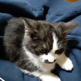 オス猫たちいい子です