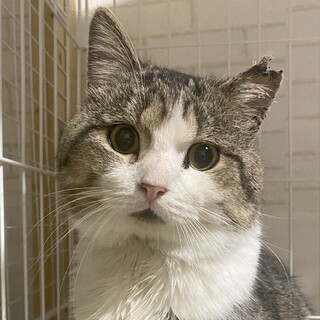 ハンバーグみたいなお顔のバーグくん❤️