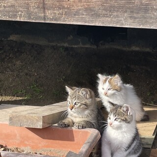 野良猫界の美男美女の子ねこ✩ずっとのおうち募集中