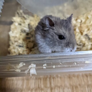 ブルーサファイアの男の子