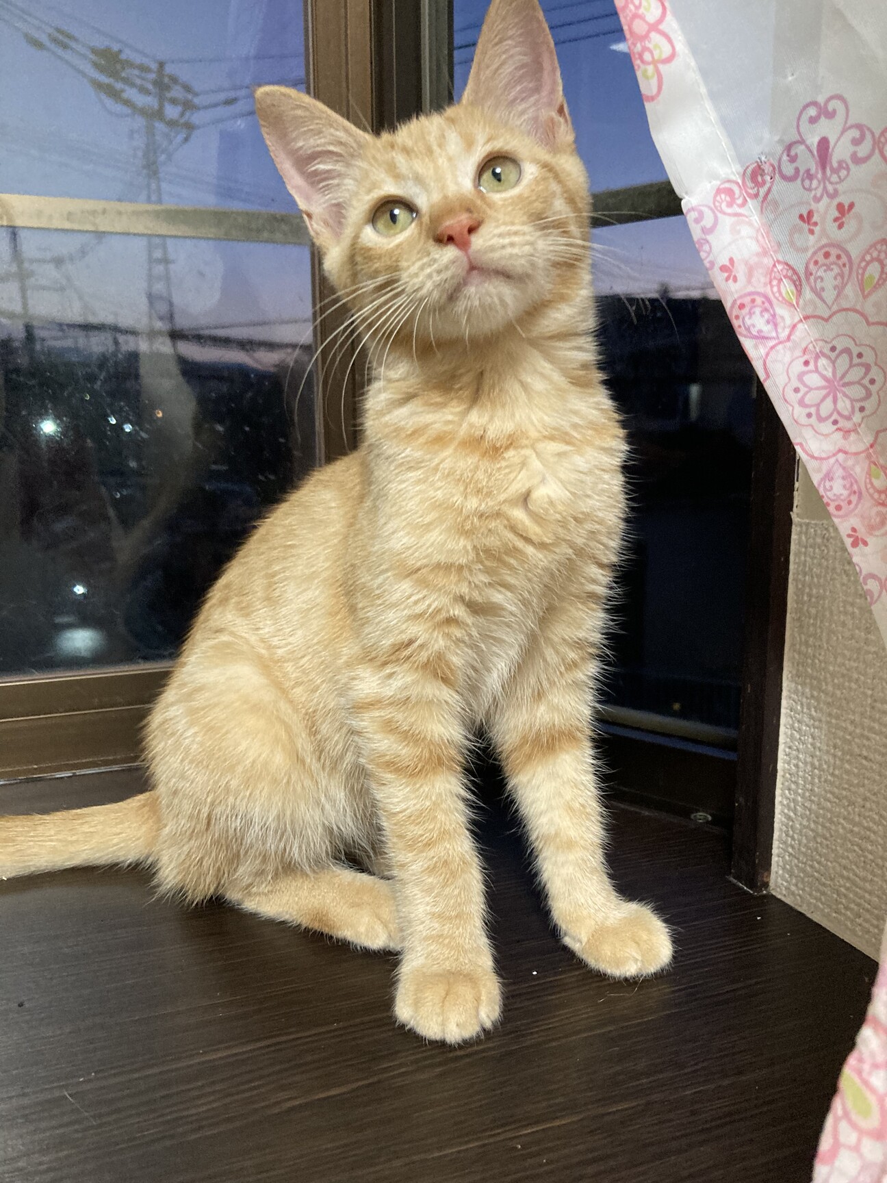 茶トラの女の子 6ヶ月」大阪府 - 猫の里親募集(438862