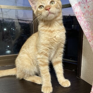 ふんばり親子猫 茶トラ かわいい茶トラの子猫くん」宮崎県 - 猫の里親募集(437510