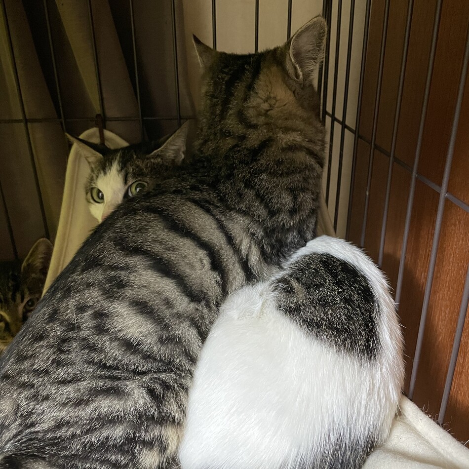 しおのカバー写真