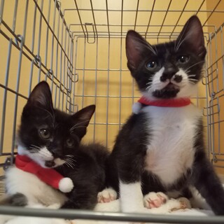 【動画有】アゴヒゲ＆チョビヒゲの白黒兄弟！