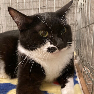 一緒にいると楽しい！おもろキャラのねづちゃん