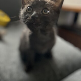 遺棄されていた４姉弟★スモークのボタンちゃん★