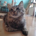 11/20譲渡会！キジトラ長毛６ヶ月、優しい男の子