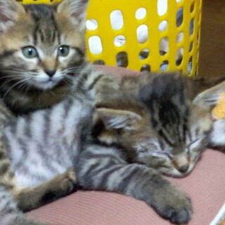 雑種のキジトラ子猫です。二か月経ちました。