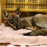 21日期限‼まだ5カ月の野犬の子供！繋げたい命 サムネイル2
