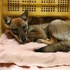 21日期限‼まだ5カ月の野犬の子供！繋げたい命 サムネイル3
