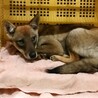21日期限‼まだ5カ月の野犬の子供！繋げたい命 サムネイル4