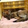 21日期限‼まだ5カ月の野犬の子供！繋げたい命 サムネイル5