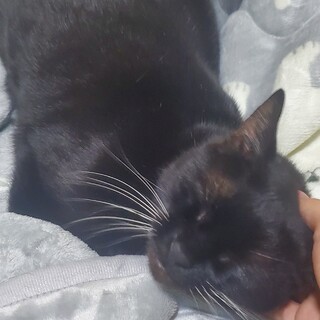 ブラックベンガルの女の子です