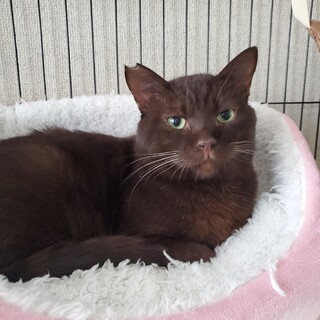 1/9　ショコラ譲渡決定です　有り難うございます。