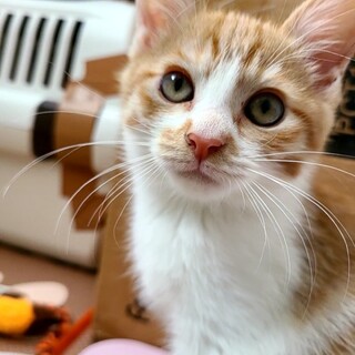 3兄妹 天真爛漫な茶白の男の子2ヶ月『シャン』くん