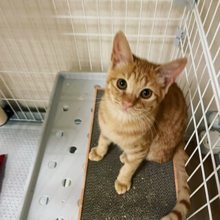 元気な茶トラ君★