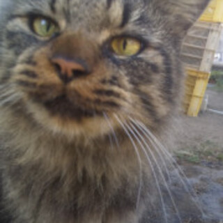 スリスリ甘えん坊のふあふあ君