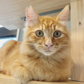 動物病院の保護猫・ふわふわな茶トラのサブレ君