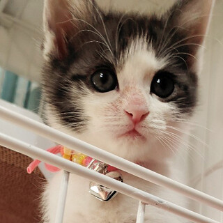 募集停止❤️激カワ人懐っこいモダン