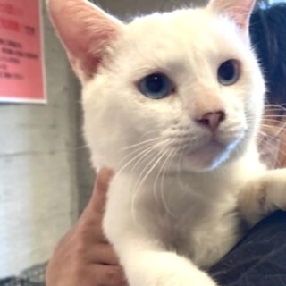 人間大好き超絶フレンドリー白猫あびー！！
