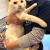 人間大好き超絶フレンドリー白猫あびー！！ サムネイル2