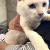 人間大好き超絶フレンドリー白猫あびー！！ サムネイル3