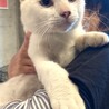 人間大好き超絶フレンドリー白猫あびー！！ サムネイル4