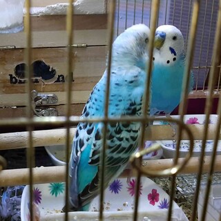 セキセイインコ雛　2羽、里親募集