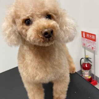 フワフワ☆カールの可愛いトイプードル茶々丸くん