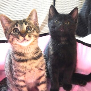 なかよし兄弟◆2.5カ月◆家族にしてね