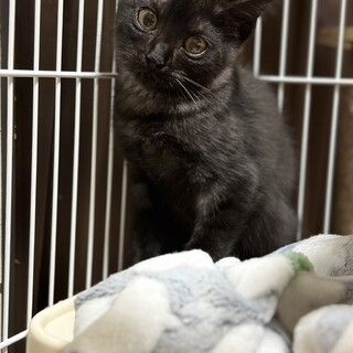 アメリカンショートヘア　ブラック　生後3か月