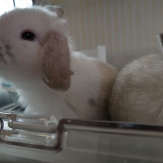 可愛いホーランドロップのベビちゃん