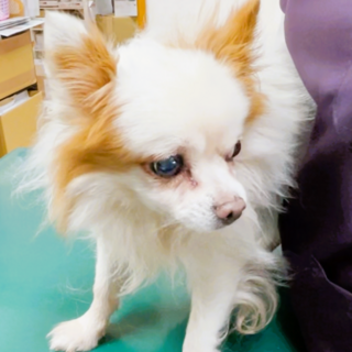 ふわふわな白茶のチワワ「羽男」くん(^^)